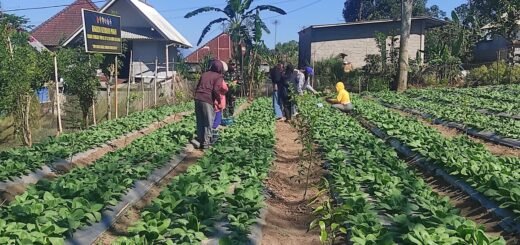 Satgas TMMD dan Warga Sekardadi Kompak Panen Pakcoy, Gotong Royong Berbuah Hasil