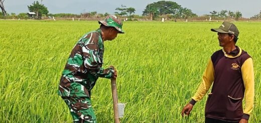 Dukungan Babinsa untuk Petani Padi di Tengah Ancaman Kekeringan
