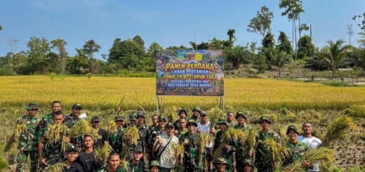Sinergi TNI dan Pemda Tana Tidung Rayakan Panen Padi dalam Dukungan Pangan