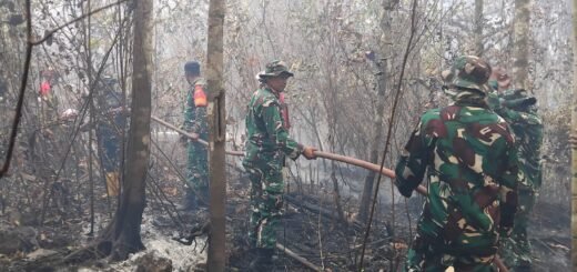 Upaya Bersama TNI dan Damkar Hadapi Kebakaran Hutan di Halmahera Tengah