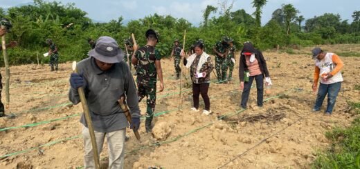 Yonif TP 921/Alang Impang Dukung Kemandirian Pangan Melalui Penanaman Jagung di Malinau