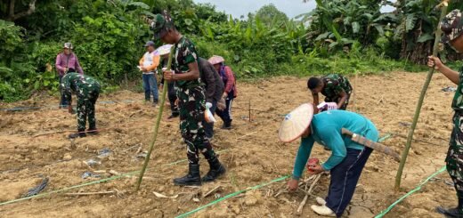 Yonif TP 921/Alang Impang Laksanakan Tanam Jagung untuk Pemberdayaan Masyarakat Malinau