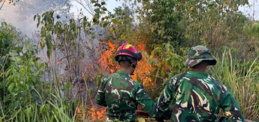 Brigif TP 32/Mangkalihat Tanggulangi Kebakaran Hutan dengan Ketangkasan Tinggi