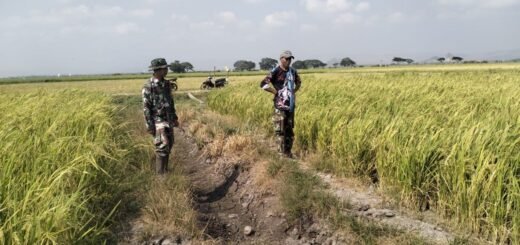 Serma Usman Dukung Peningkatan Pertanian Melalui Pemantauan LTT di Sidenreng